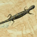 Genomes and Daily Observations (Spotted Salamander)