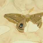 Genomes and Daily Observations  (Moths)