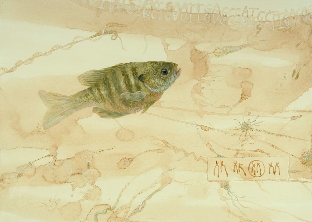 Genomes and Daily Observations (Bluegill)