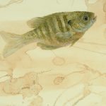 Genomes and Daily Observations (Bluegill)