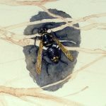 Genomes and Daily Observations (Bald-faced Hornet)