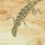 Genomes and Daily Observations (Fence Lizard)