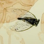Genomes and Daily Observations (Cicadas)