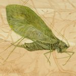 Genomes and Daily Observations (Katydid)