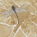 Genomes and Daily Observations (Dragonfly)