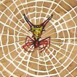 “Arachne Series (Micrathena)”