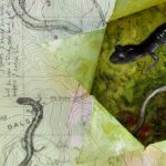 Salamander Notes (Northern gray cheeked)