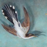 Vanitas with Audubon’s Cuckoo