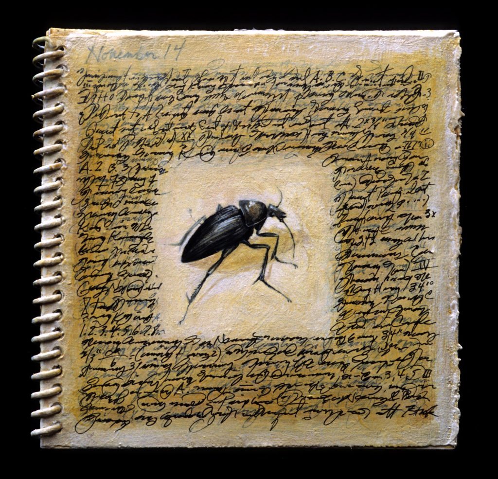 Field Book (beetle)