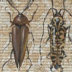 “Political Science (Beetles with Genome)”