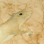 Genomes and Daily Observations (Squirrel)