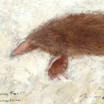 Bestiary Series (Hairy-tail Mole)