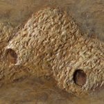 Animal Works (Cliff Swallow Nests)