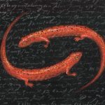Bestiary Series (Red Salamander)