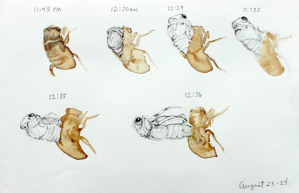 Cicada Sequence #1