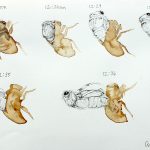 Cicada Sequence #1