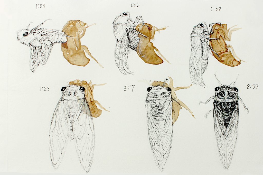 Cicada Sequence #2