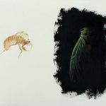 Cicada Sequence #3