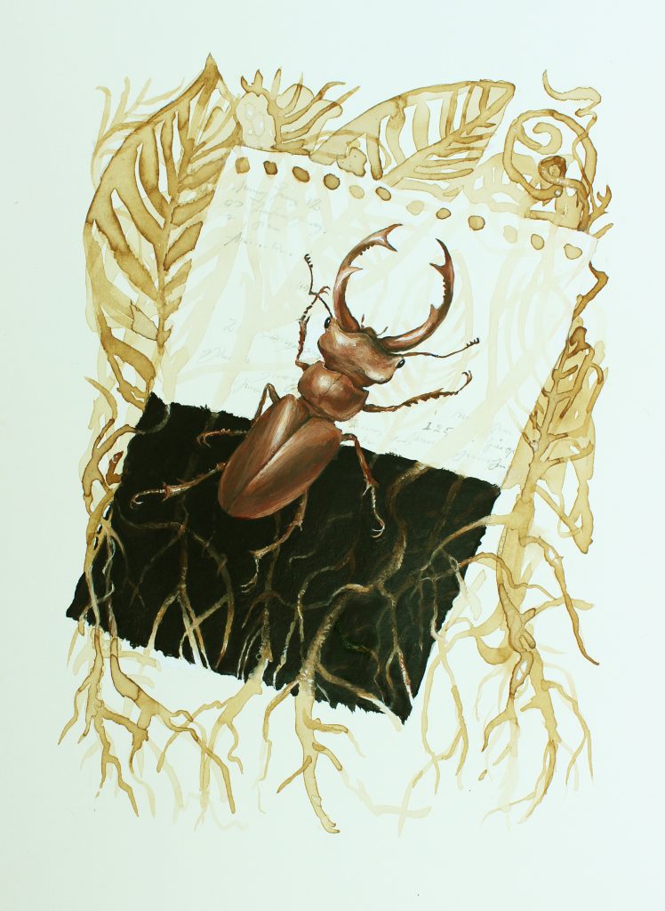 Elephant Stag Beetle