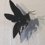 honeybee with cast shadow