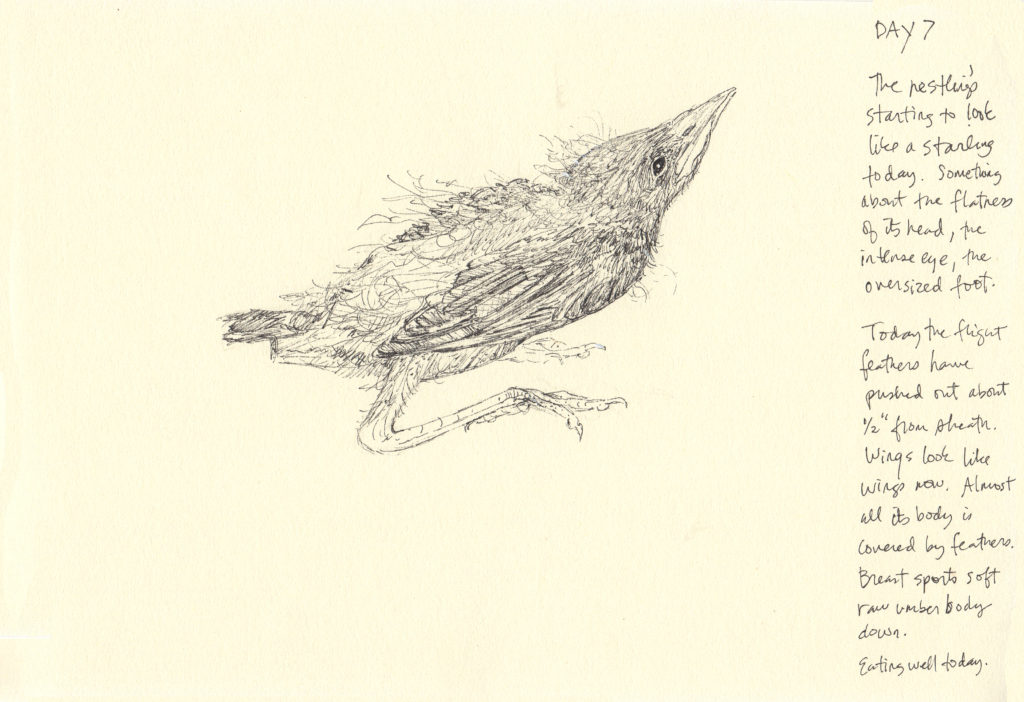 starling, day 7