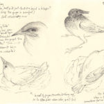 starling, day 10