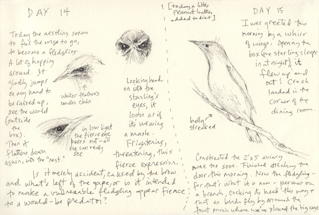 starling, day 14 – 15