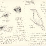starling, day 14 – 15