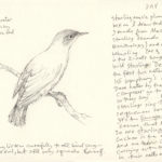 starling, day 16