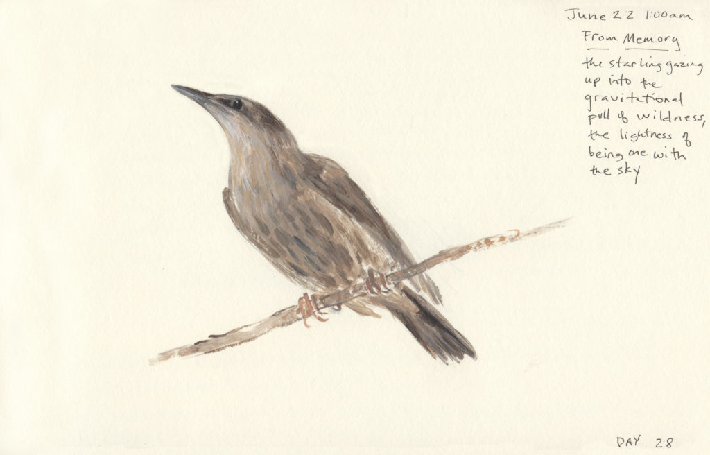 Starling, fledged