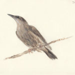 Starling, fledged